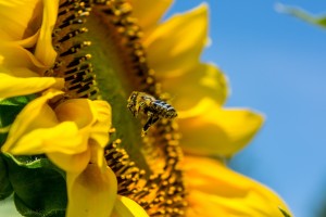different composition sunflower bee
