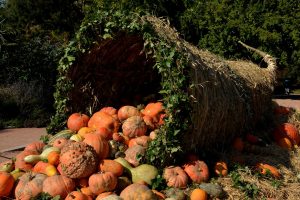 pumpkins-1004417_1280