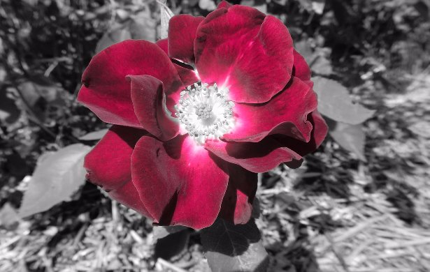 Color Splash Is As Simple Or Advanced As You Want picture