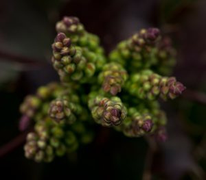 flower-buds-228592_1280