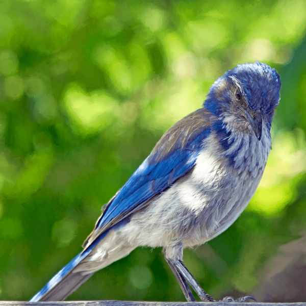 Bokeh Bird